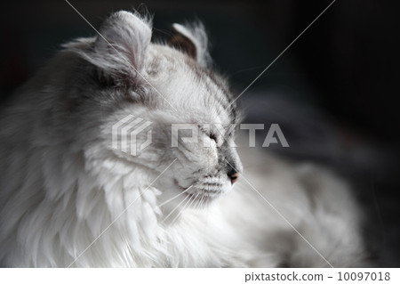 White drowsing American Curl cat on dark background White drowsing American Curl cat on dark background 10097018