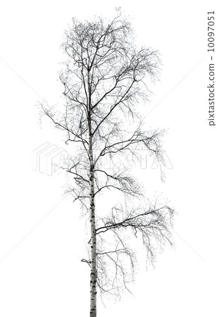 Birch tree without leaves in winter season isolated on white Birch tree without leaves in winter season isolated on white 10097051