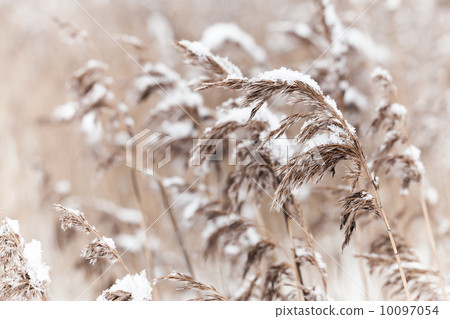 Dry coastal reed cowered with snow, nature background Dry coastal reed cowered with snow, nature background 10097054