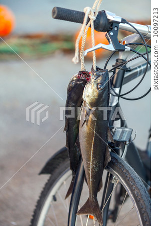 Norwegian fisherman's catch. **ollock fishes hanging on bicycle 10097213