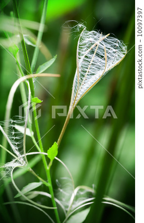 Dry flower of Fireweed (Chamerion angustifolium). Macro photo of fluff with seeds 10097397
