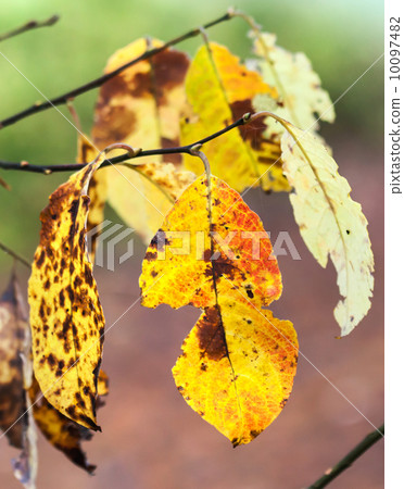 Bright orange autumn leaves on branch. Selective focus Bright orange autumn leaves on branch. Selective focus 10097482