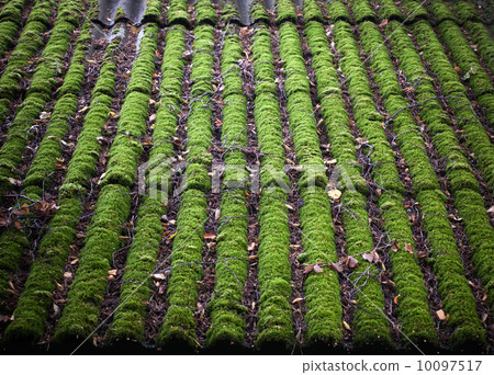 Bright green of mossy roof Bright green of mossy roof 10097517