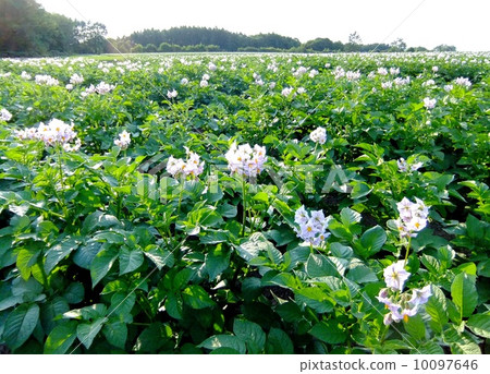 北海道在夏天，馬鈴薯田 10097646