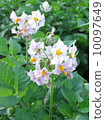 北海道在夏天，土豆花 10097649