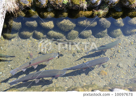 灌溉渠鱒魚 灌溉渠鱒魚 10097678