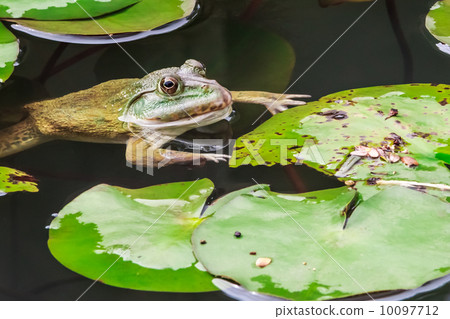 Common Toad Swimming in Nature Environment, Closeup 10097712