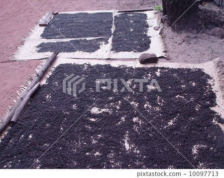 "Black pepper" (Phu Quoc Island / Vietnam) to be sun dried "Black pepper" (Phu Quoc Island / Vietnam) to be sun dried 10097713