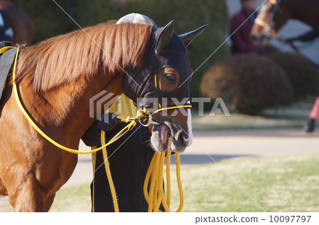 Horse's face Horse's face 10097797