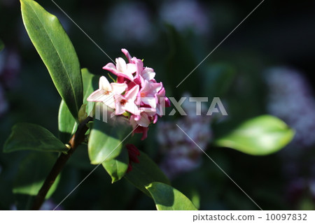 下沉的花 10097832