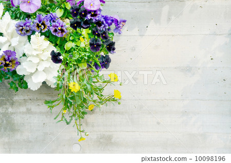 Spring mackerel 10098196