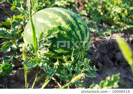 Fresh green Watermelon 10098418