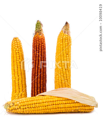 maize cobs isolated 10098419