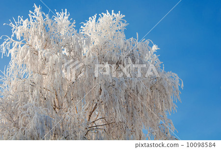 Frosty tree and blue clear sky 10098584