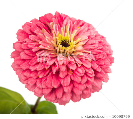 Isolated Zinnia Flower Isolated Zinnia Flower 10098799