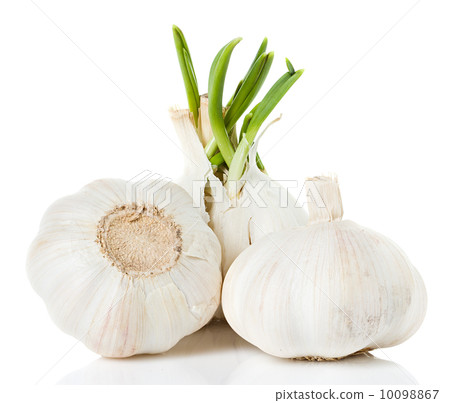garlic garlic 10098867