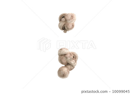 Mushroom symbol Mushroom symbol 10099045