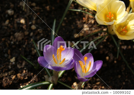 Crocus purple yellow Crocus purple yellow 10099102