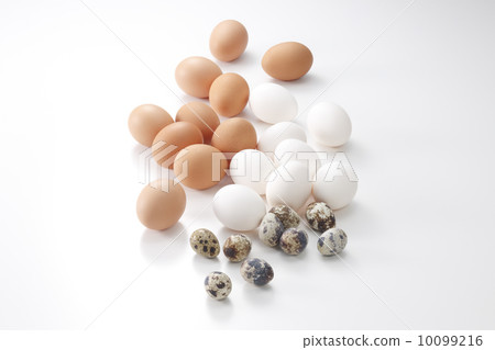 egg egg 10099216