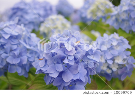 Hydrangea princess hydrangea 10099709