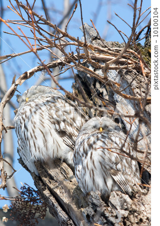 Owl Owl 10100104