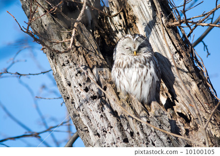 Owl Owl 10100105