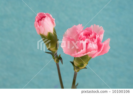 Carnation Carnation 10100106