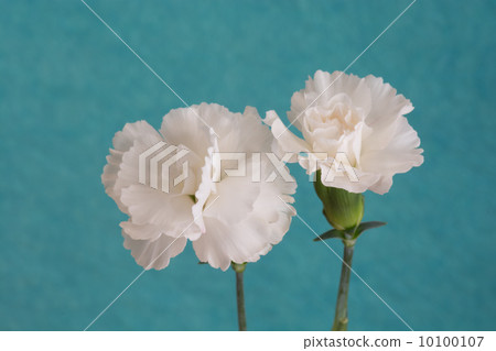 Carnation Carnation 10100107