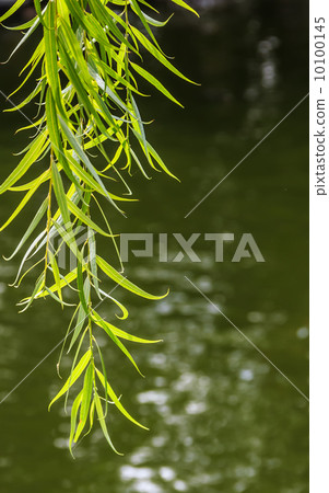 Green Branches of Willow over Water, Nature Shoot Green Branches of Willow over Water, Nature Shoot 10100145