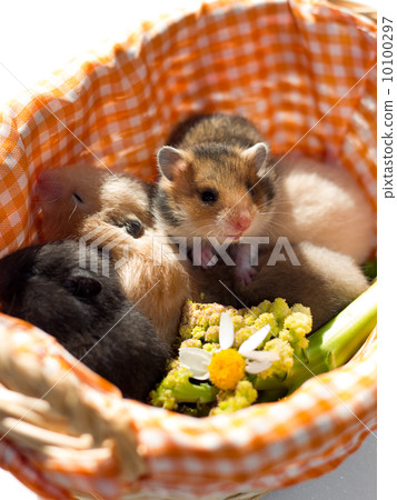 Golden hamster 10100297