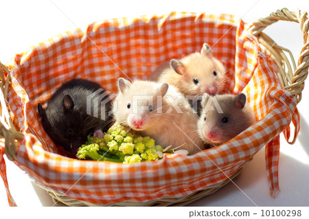 Golden hamster 10100298