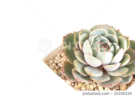 Ebeveria: Benbadis 10100326