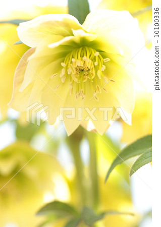 聖誕節玫瑰石灰黃色 10100336