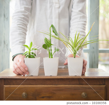 葉子植物 10100356