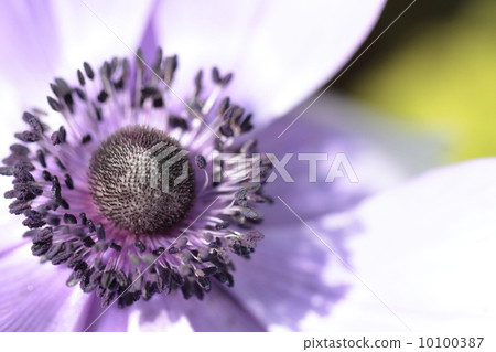 Anemone telling spring 10100387