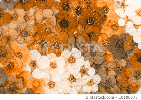 Colorful dried spring flowers Colorful dried spring flowers 10100575