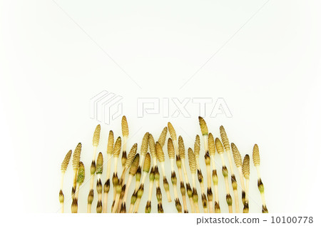 白背與白背 10100778