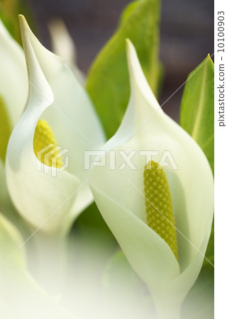水芭蕉 水芭蕉 10100903
