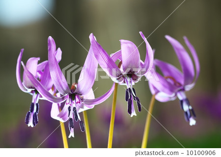 Katakuri花 Katakuri花 10100906