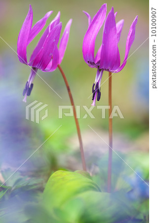 Katakuri花 10100907