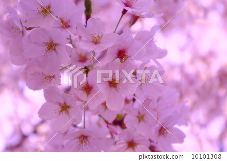 Cherry Blossoms Cherry Blossoms 10101308