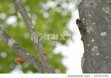 Cicadas and scraps 10101376