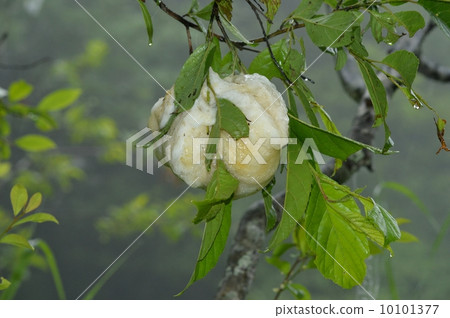 Egg mass of Moriagal Egg mass of Moriagal 10101377