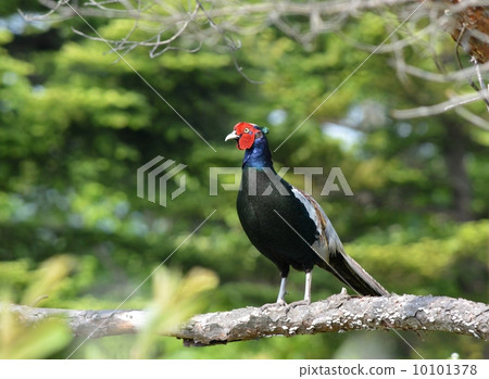Pheasant 10101378
