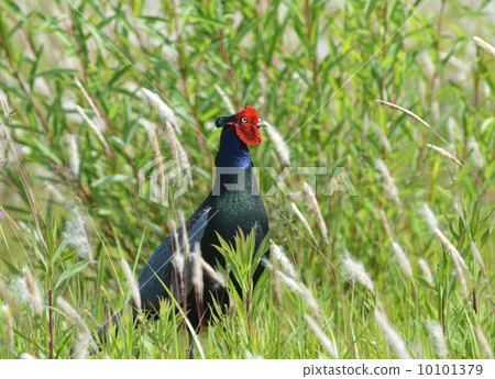 Pheasant Pheasant 10101379