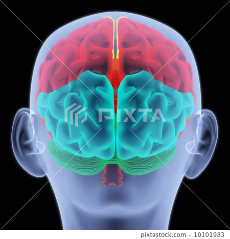 brain brain 10101983