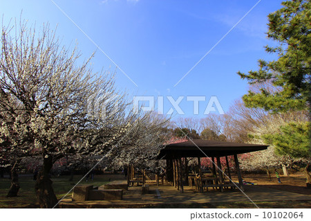Plum of Kinutakoen 10102064