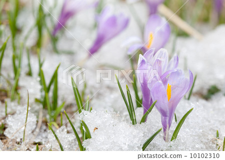 crocus flowers crocus flowers 10102310