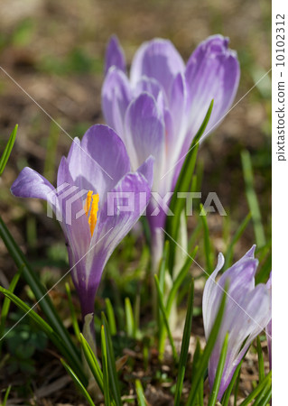 crocus flowers crocus flowers 10102312