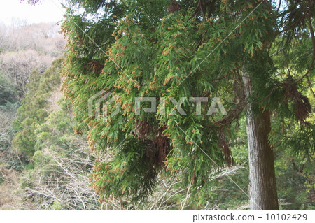Cedar  10102429